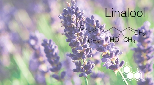 Terpene-Profile-Linalool-The-Leaf-Online