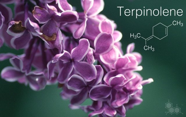 Terpene-Profile-Terpinolene-The-Leaf-Online