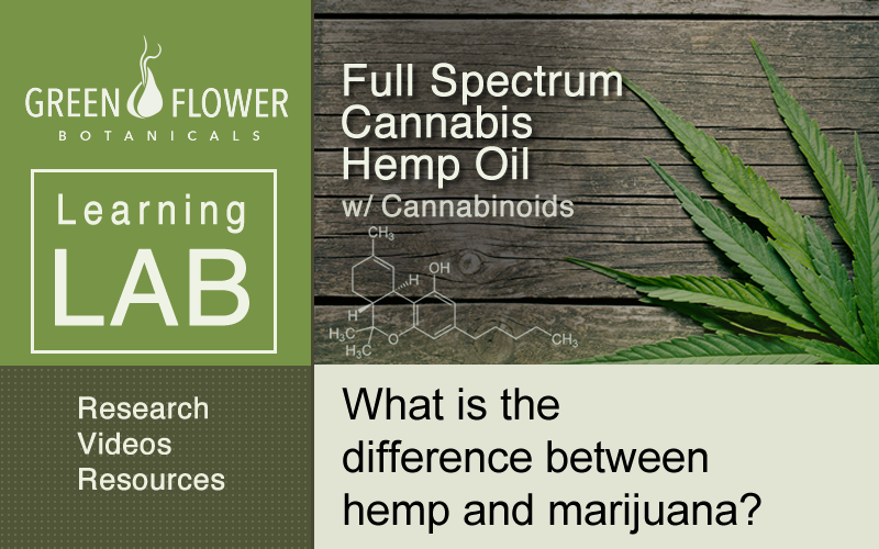What is the difference between hemp and marijuana