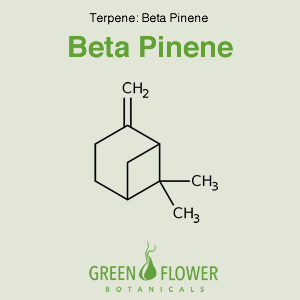 Beta Pinene - Terpene