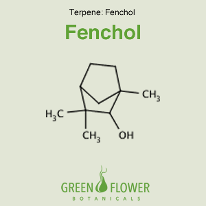 Fenchol - Terpene