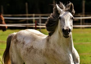 CBD and digestive health in horses
